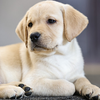 Labrador-retriiveri kutsikad