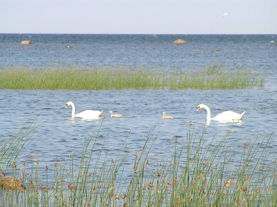 Viru-Nigula, Viru-Nigula vald, Lääne-Virumaa