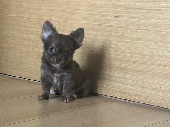 Kudsikad Chihuahua poiss chihuahua