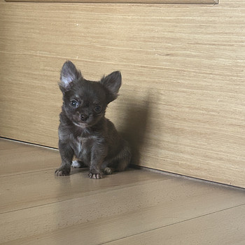 Kudsikad Chihuahua poiss chihuahua