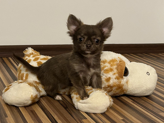 Kudsikad Chihuahua poiss chihuahua