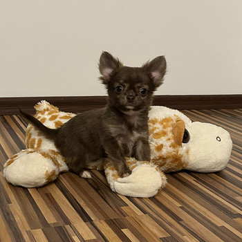 Kudsikad Chihuahua poiss chihuahua