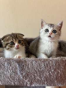 Scottish Fold/Straight kassipojad (3 foto / 4)