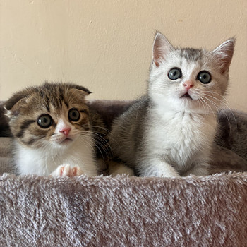 Шотландские вислоухие/прямоухие котята