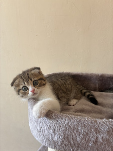 Scottish Fold/Straight kassipojad (4 foto / 4)