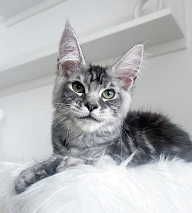 Maine Coon (3 foto / 4)