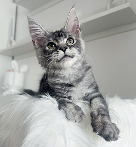 Maine Coon (4 foto / 4)