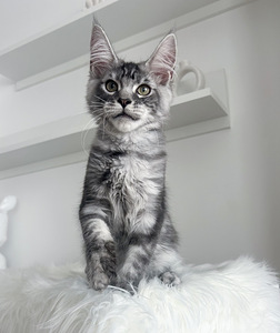 Maine Coon (1 foto / 4)