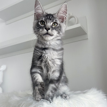 Maine Coon