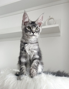 Maine Coon (2 foto / 4)