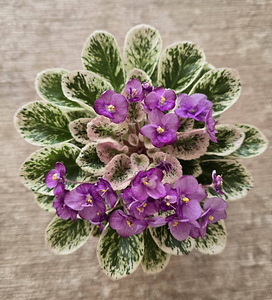 Toalilled (1 фото из 5)