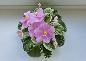 Toalilled (2 фото из 5)