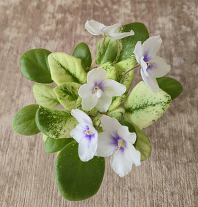 Toalilled (3 фото из 5)