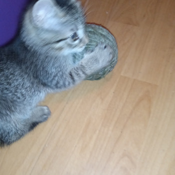 Красивый котёнок родился 2.06.2026