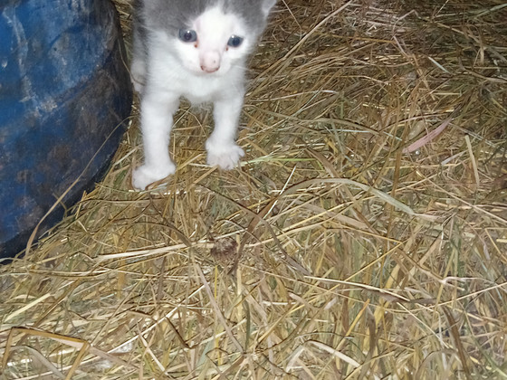 Красивые котята родились 9.07.2026