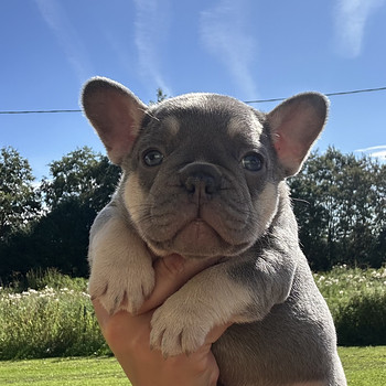 Prantsuse buldog