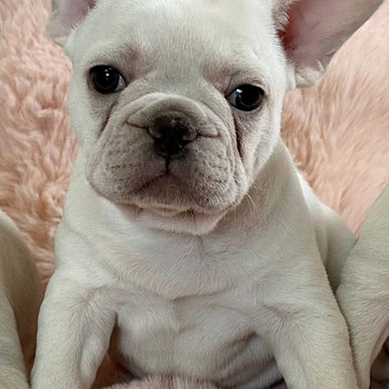Prantsuse buldog