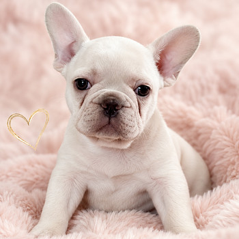 Prantsuse buldog