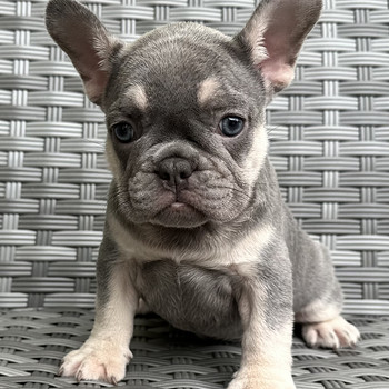 Prantsuse buldog