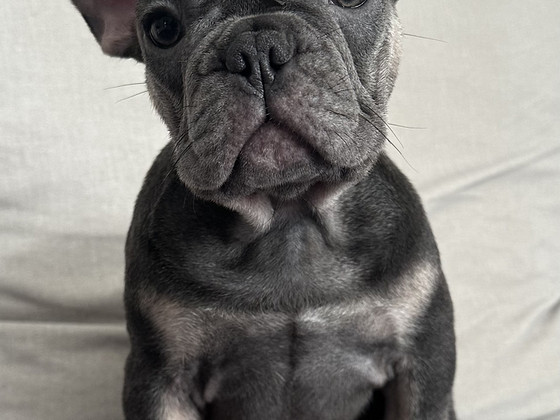 Prantsuse buldog