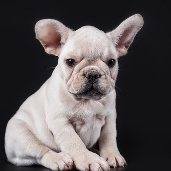Prantsuse buldog
