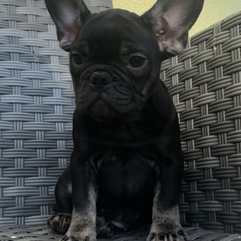 Prantsuse buldog