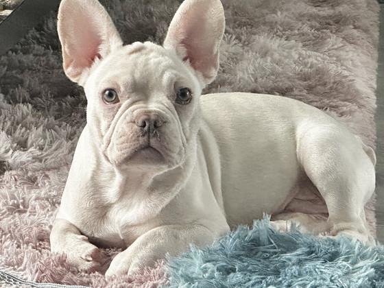 Prantsuse buldog