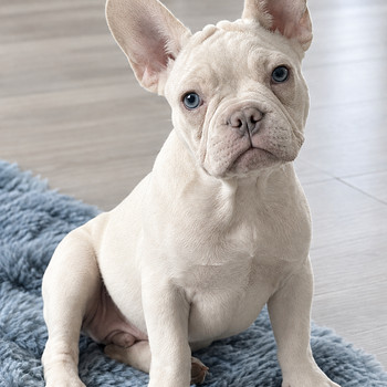 Prantsuse buldog