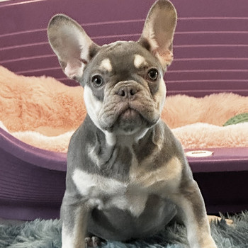 Prantsuse buldog