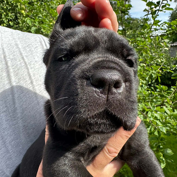 Cane Corso