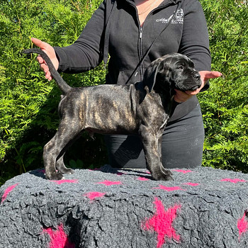 Cane Corso