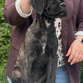 Cane Corso