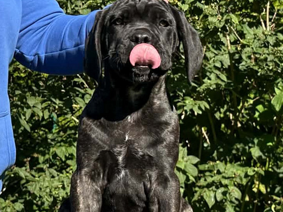 Cane Corso