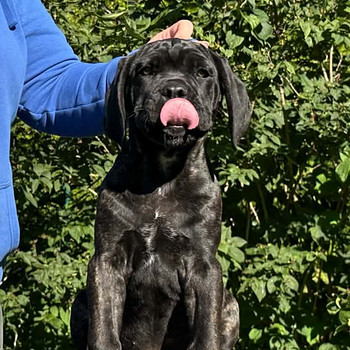 Cane Corso
