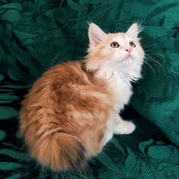 Kaķēni