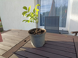 Kreeka pähklipuu (Juglans regia) (1 foto / 2)