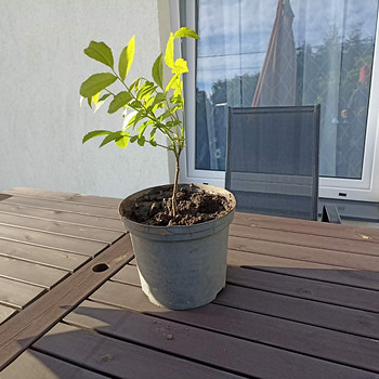 Грецкий орех (Juglans regia)