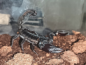 Heterometrus cyaneus (1 valokuva sivusta 3)
