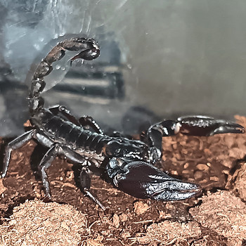 Heterometrus cyaneus