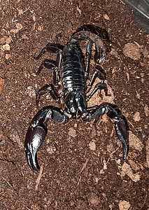 Heterometrus cyaneus (2 valokuva sivusta 3)
