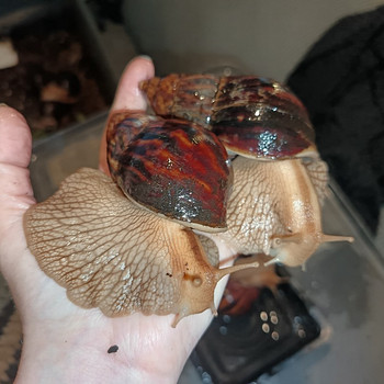 Lissachatina immaculata var immaculata