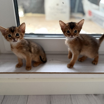 Абиссинские котята