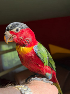 Rohesaba-lori Lorius chlorocercus (5 foto / 9)