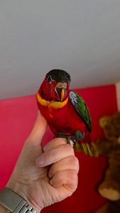 Rohesaba-lori Lorius chlorocercus (6 foto / 9)