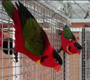 Rohesaba-lori Lorius chlorocercus (7 foto / 9)