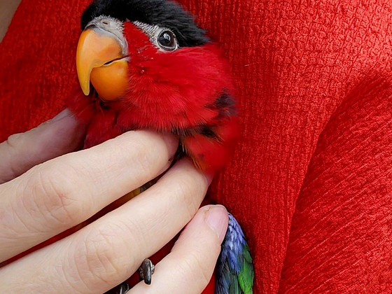 Зеленохвостый лориус Lorius chlorocercus