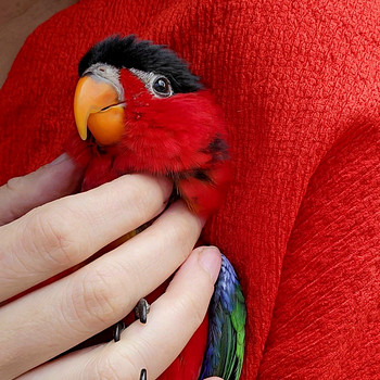Rohesaba-lori Lorius chlorocercus