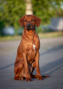 Rhodesian Ridgeback (1 foto / 6)