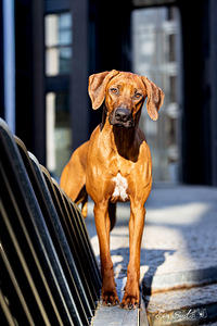 Rhodesian Ridgeback (3 foto / 6)
