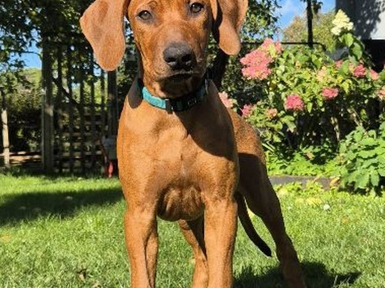 Rhodesian Ridgeback